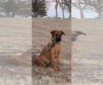Small #1 Rottweiler Mix