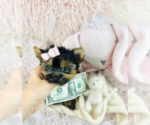 Medium Yorkshire Terrier