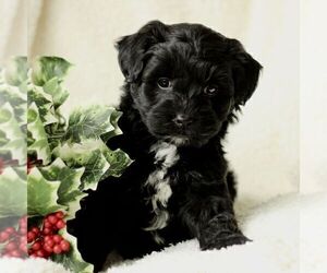 Havapoo Puppy for sale in LEOLA, PA, USA