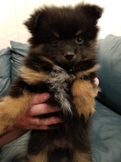 Pomeranian Puppy for sale in CANBY, OR, USA