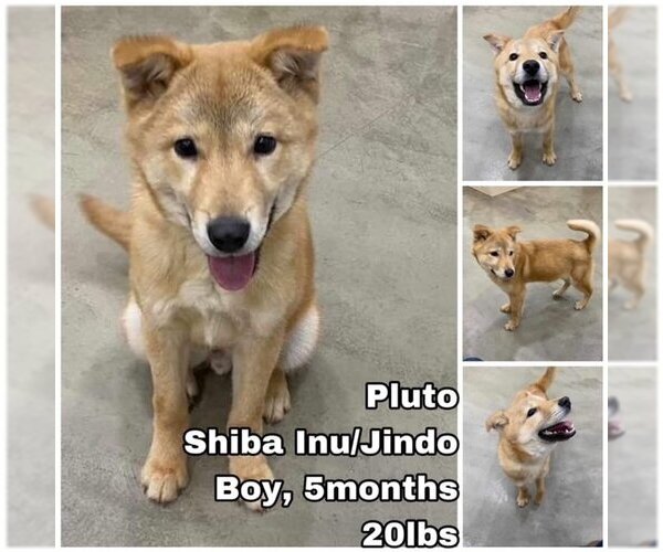 Medium Photo #1 Shiba Inu-Unknown Mix Puppy For Sale in Seattle, WA, USA
