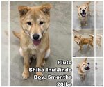 Small Shiba Inu Mix