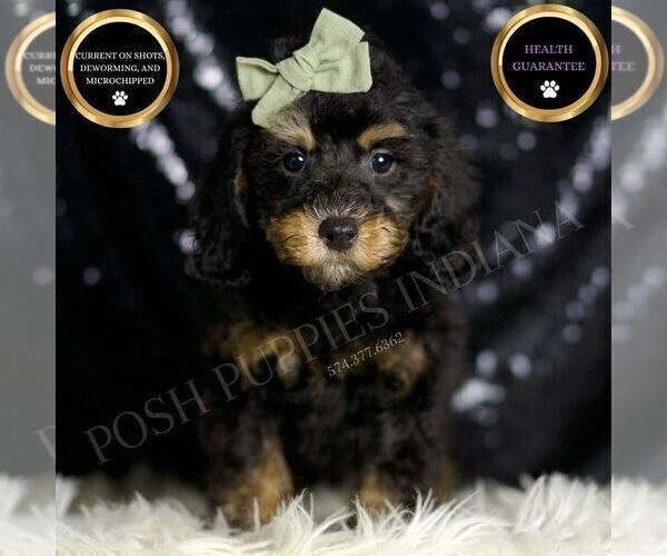 Medium Photo #14 Poodle (Miniature) Puppy For Sale in WARSAW, IN, USA