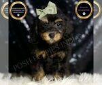 Puppy Ozzy Poodle (Miniature)