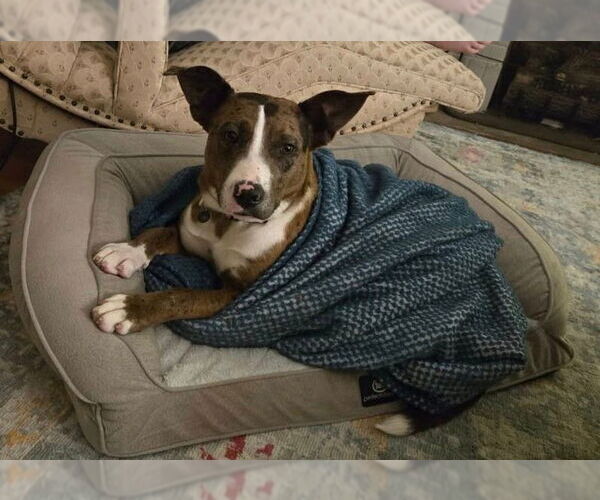 Medium Photo #2 Catahoula Leopard Dog-Unknown Mix Puppy For Sale in Minneapolis, MN, USA