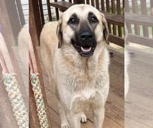 261221  Luna - Female Anatolian Shepherd Dog for Adoption - Photo #2