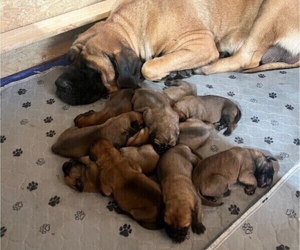 Medium Photo #1 Mastiff Puppy For Sale in BIXBY, OK, USA