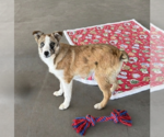 Small Border-Aussie