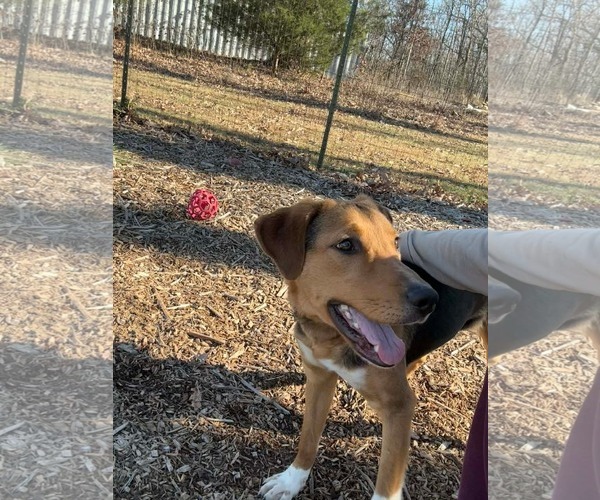 Medium Photo #14 German Shepherd Dog-Unknown Mix Puppy For Sale in Rustburg, VA, USA