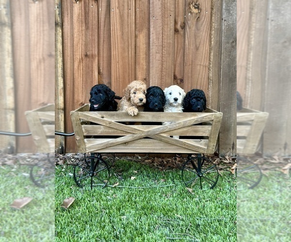 Medium Photo #17 Goldendoodle (Miniature) Puppy For Sale in HALTOM CITY, TX, USA