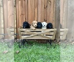 Small Photo #17 Goldendoodle (Miniature) Puppy For Sale in HALTOM CITY, TX, USA