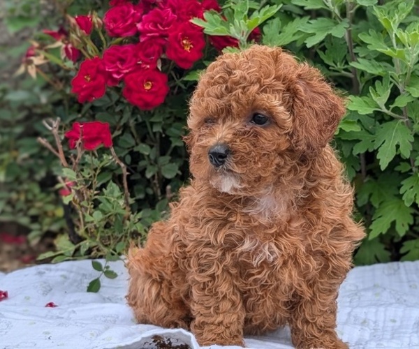 Medium Photo #13 Cock-A-Poo Puppy For Sale in GOSHEN, IN, USA