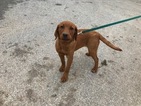 Small Photo #4 Labrador Retriever Puppy For Sale in BUCK, PA, USA