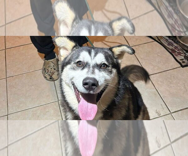 Medium Photo #1 Siberian Husky Puppy For Sale in Omaha, NE, USA