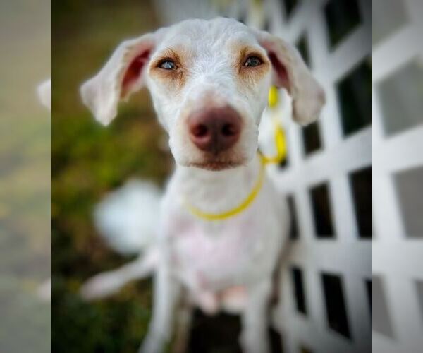 Medium Photo #1 Poodle (Miniature)-Unknown Mix Puppy For Sale in Pacolet, SC, USA