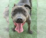 Small #3 American Pit Bull Terrier Mix