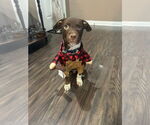 Small #3 American Pit Bull Terrier Mix