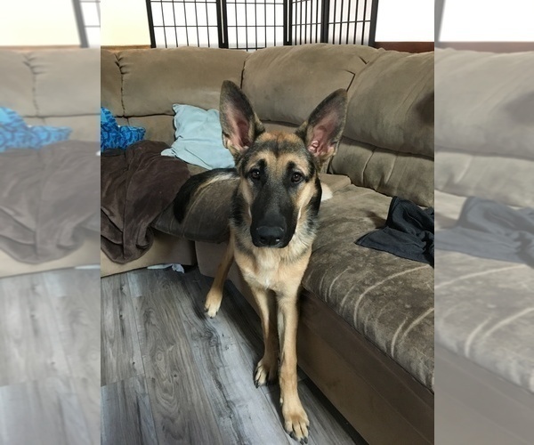 Medium Photo #7 German Shepherd Dog Puppy For Sale in CO SPGS, CO, USA