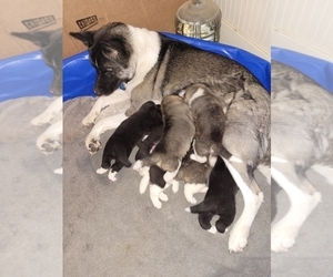 Mother of the Akita puppies born on 09/04/2021