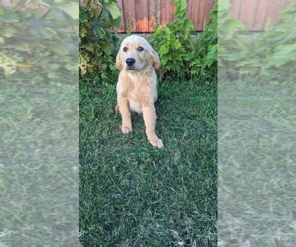 Medium Photo #15 Golden Retriever Puppy For Sale in CITRUS HEIGHTS, CA, USA