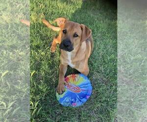 Black Mouth Cur-Boxer Mix Dogs for adoption in Winter Park, CO, USA