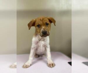 Puppy Milo - Male Mutt Dog for Adoption - Photo #9