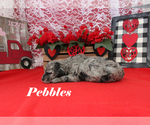 Small #6 Poodle (Toy)