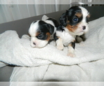 Puppy 6 Cavalier King Charles Spaniel