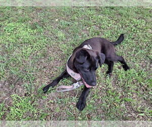 Labrador Retriever-Unknown Mix Dogs for adoption in Holly Springs, NC, USA