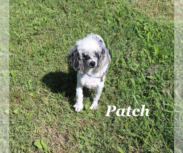 Medium Photo #26 Poodle (Toy) Puppy For Sale in CHANUTE, KS, USA