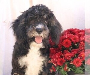 Cavapoo Puppy for sale in JONES, MI, USA