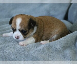 Chihuahua Puppy for sale in MUSKOGEE, OK, USA