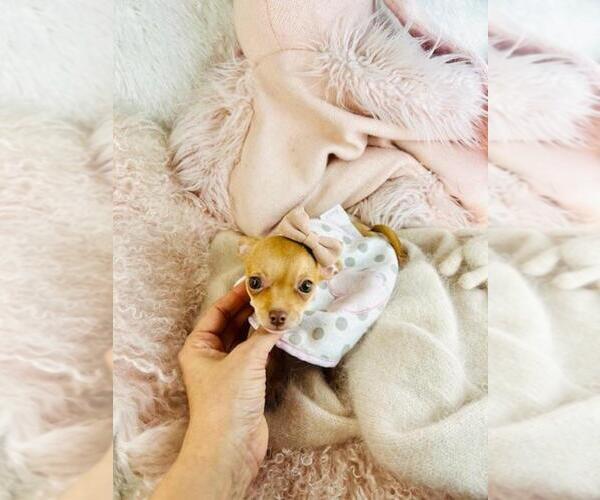 Medium Photo #10 Chihuahua Puppy For Sale in PEMBROKE PINES, FL, USA