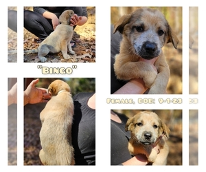 Australian Cattle Dog-Great Pyrenees Mix Puppy for sale in MONETA, VA, USA