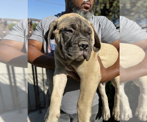 Medium Photo #35 Bullmastiff Puppy For Sale in LOS ANGELES, CA, USA