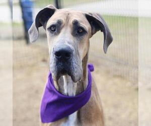 Great Dane Dogs for adoption in San Antonio, TX, USA