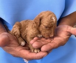 Small Photo #6 Poodle (Standard) Puppy For Sale in MCALLEN, TX, USA