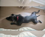 Small #19 Staffordshire Bull Terrier Mix