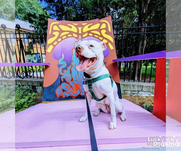 Medium Photo #12 American Pit Bull Terrier-Bulldog Mix Puppy For Sale in Washington, DC, USA