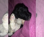 Small Photo #15 Poodle (Standard) Puppy For Sale in LEXINGTON, SC, USA