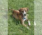 Small Plott Hound Mix