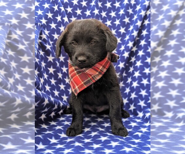 Medium Photo #2 Shiba Inu-Unknown Mix Puppy For Sale in ATGLEN, PA, USA