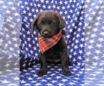 Small Photo #2 Shiba Inu-Unknown Mix Puppy For Sale in ATGLEN, PA, USA