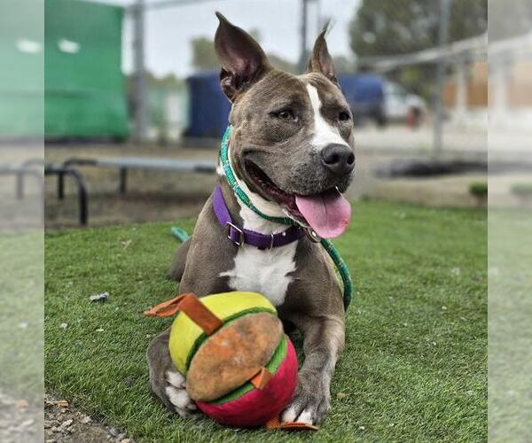 Medium Photo #4 American Pit Bull Terrier Puppy For Sale in Long Beach, CA, USA