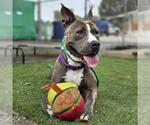 Small #3 American Pit Bull Terrier