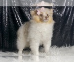 Small #4 Pomeranian