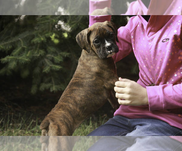 Medium Photo #2 Boxer Puppy For Sale in SHIPSHEWANA, IN, USA