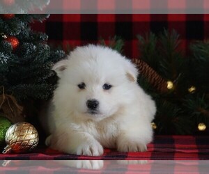 Samoyed Puppy for sale in FREDERICKSBG, OH, USA