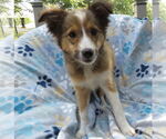 Small #3 Mutt