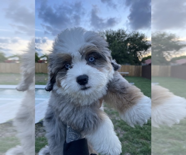 Medium Photo #1 Bernedoodle Puppy For Sale in PALMETTO BAY, FL, USA